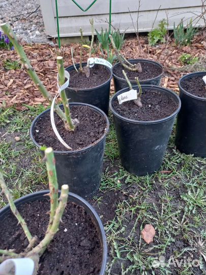 Саженцы роз