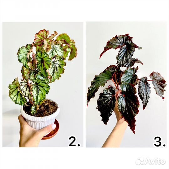 Бегонии сортовые разные