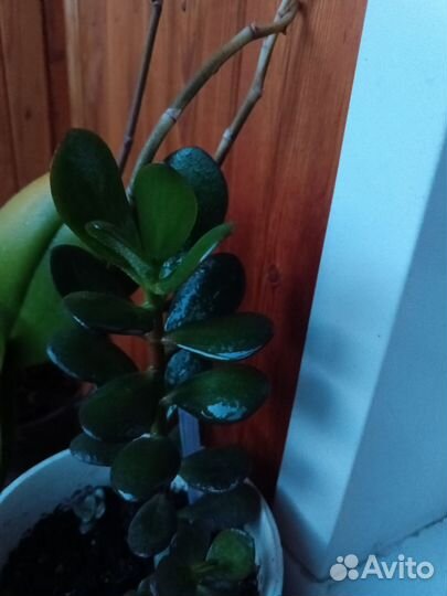 Крассула Толстянка