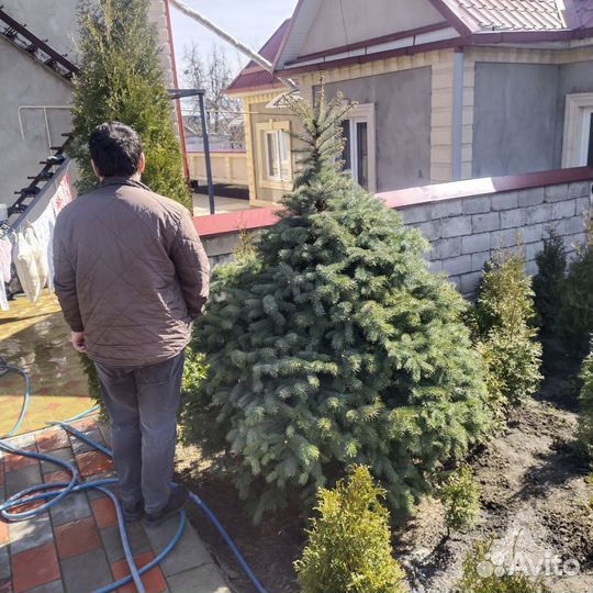 Ель голубая