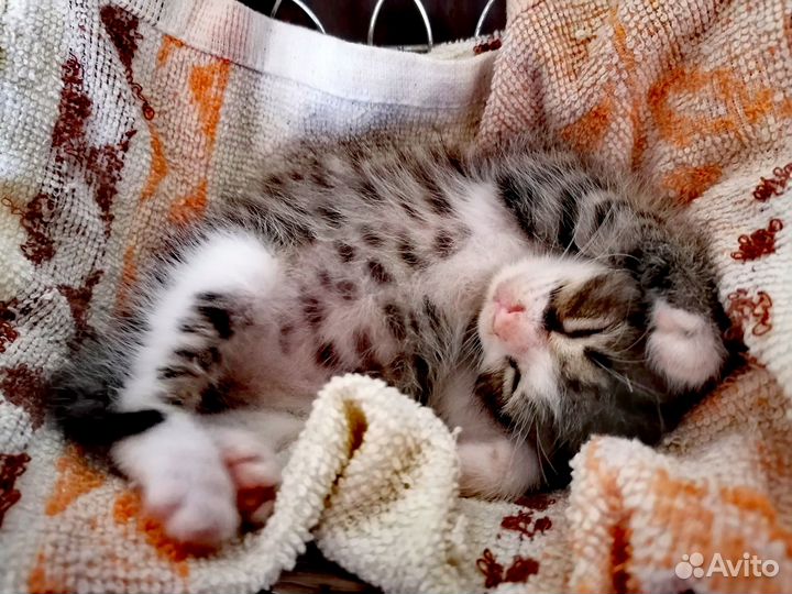 Котик 1 месяц