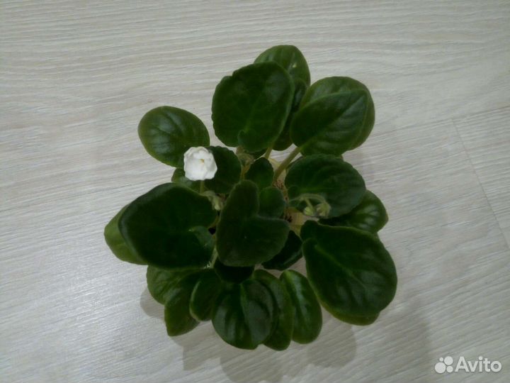 Фиалка та что на фото