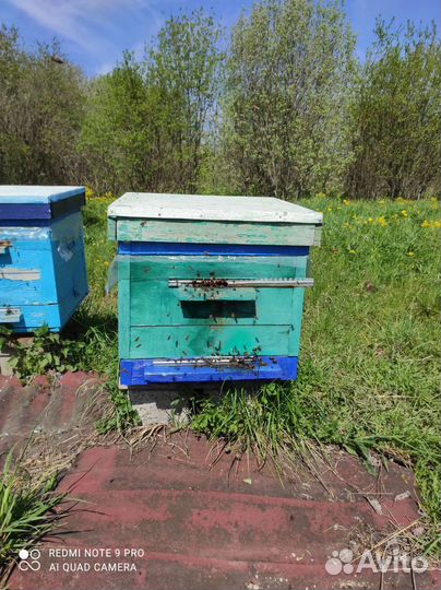 Пчелы