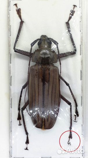 Сухие тропические жуки, бабочки и др.насекомые