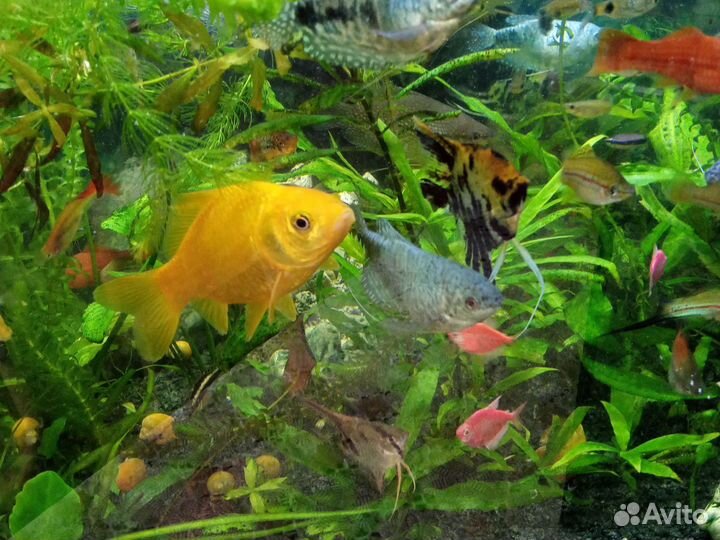 Аквариумные рыбки, растения