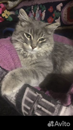 Котеночек Мальчик