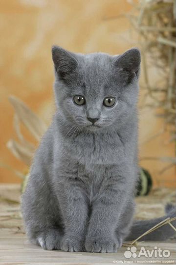 Котенок