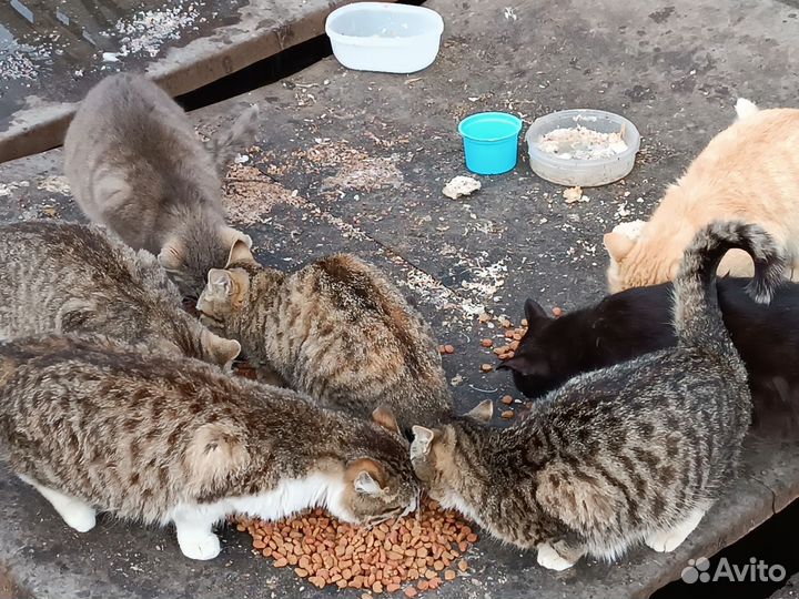 Котики и кошки в дар