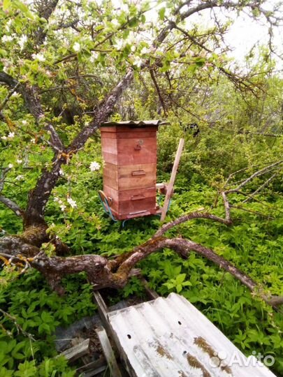Улеи для пчел с молодыми пчелами, пасека