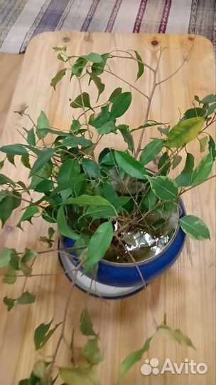 Фикус бенджамина