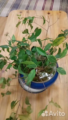 Фикус бенджамина