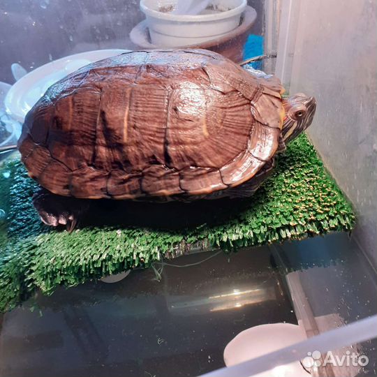 Красноухая черепаха с аквариумом