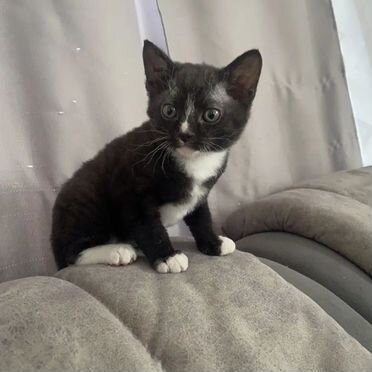 Минскин котёнок