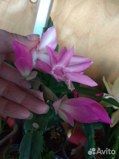 Декабрист нежно малиновый