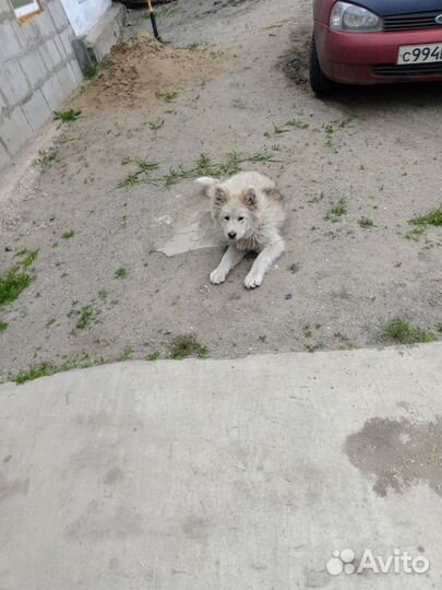 Найдена собака