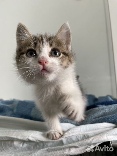 Котенок мальчик