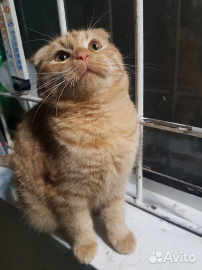 Котенок девочка бесплатно