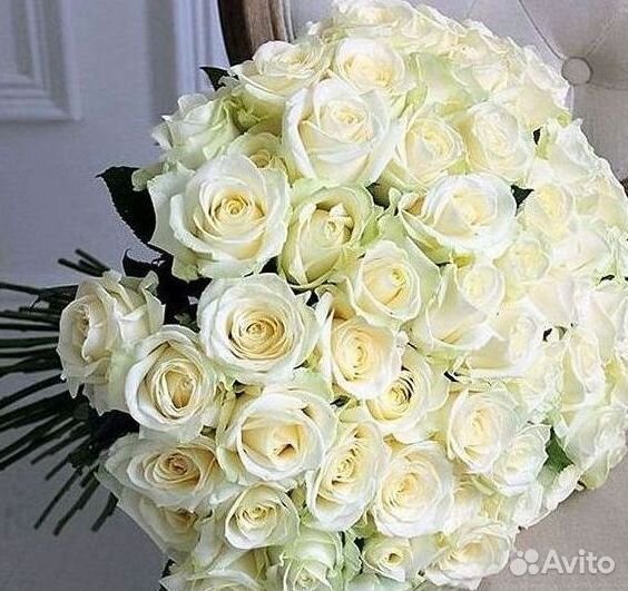 Высокие розы Гигантские розы 110