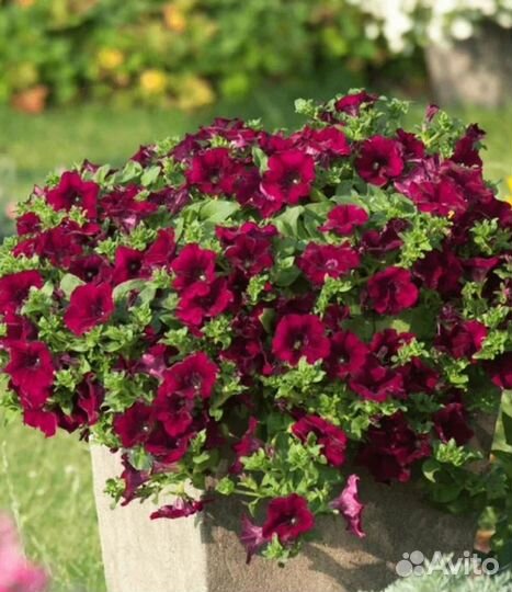 Ампельная вегетативная петуния и из семян