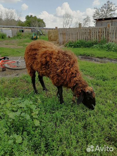 Поросенок ландрас