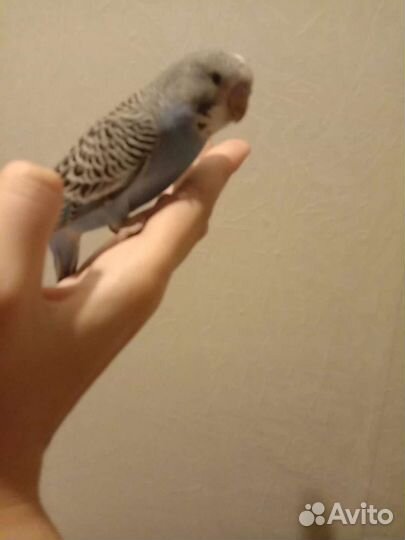 Ручной волнистый попугай