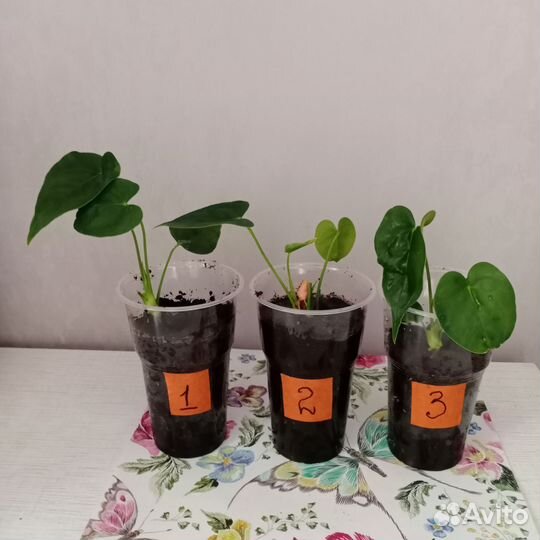 Антуриум красный, розовый и розовый пастельный