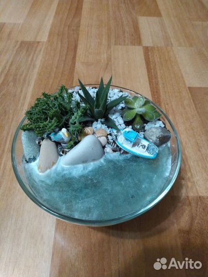 Композиции из суккулентов