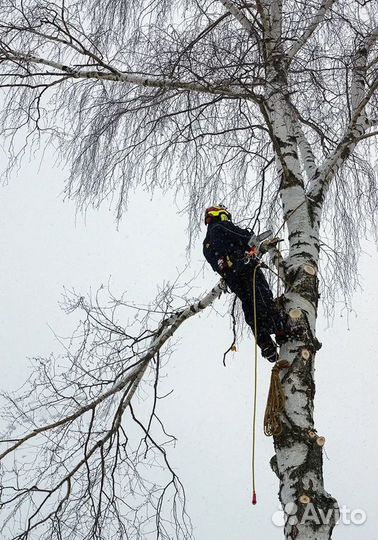 Профессиональные арбористы, спил деревьев