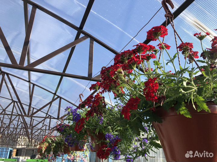 Кашпо фуксия, питуния, виолла