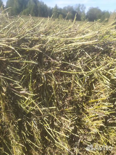 Сено в тюках