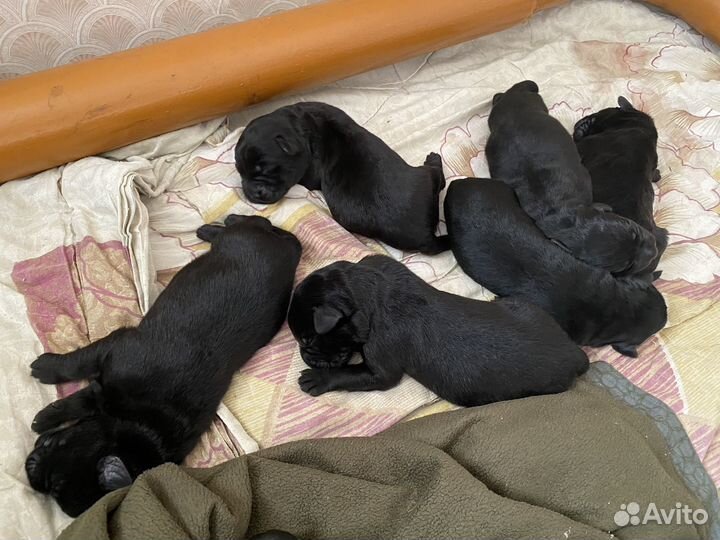 Щенки в добрые руки