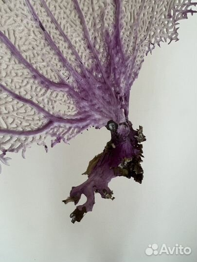 Коралл с Атлантического океана