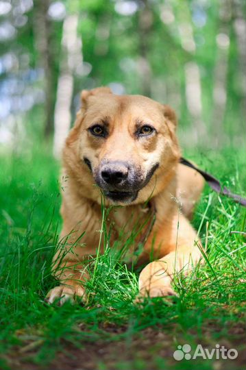 Собака в добрые руки отдам бесплатно