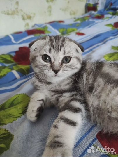 Продается шотландская вислоухая девочка