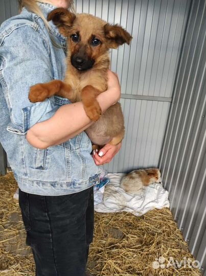 Щенки мальчики в добрые руки бесплатно