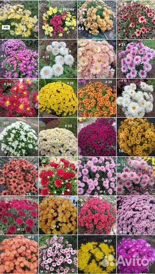 Хризантем мультифлора