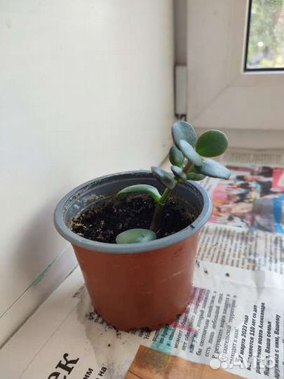 Толстянка (денежное дерево)