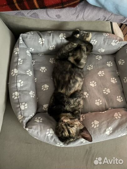 Кошка ребенок Клепа,4 месяса в добрые ручки