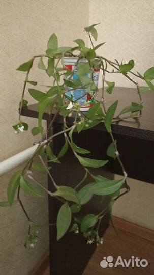 Традесканция