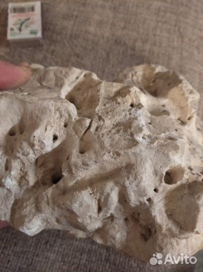 Окаменелость