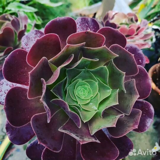 Эониум древовидный, граптопеталум