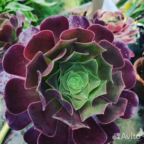 Эониум древовидный, граптопеталум