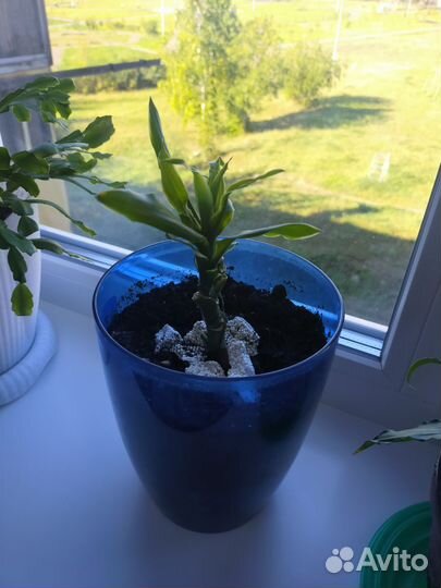 Замиокулькас