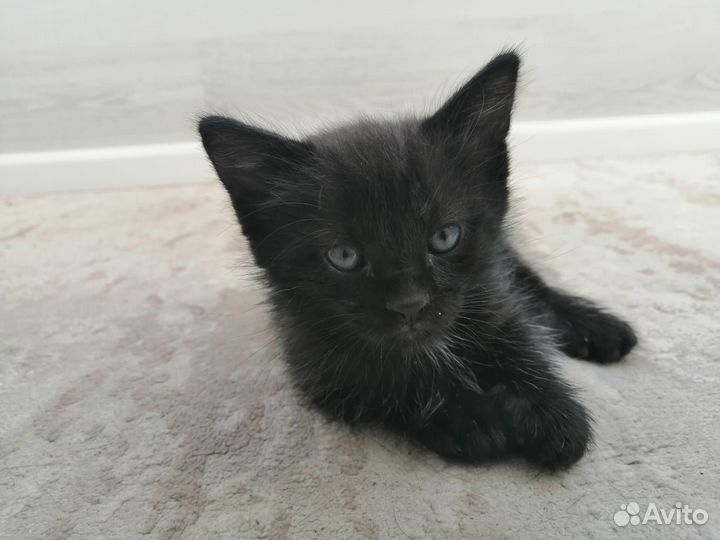 Кошка в дар бесплатно