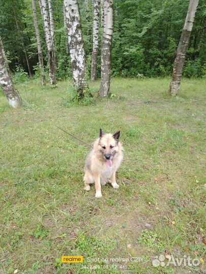 Собака в добрые руки