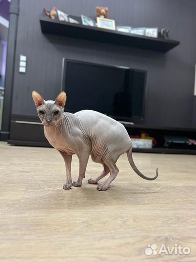 Канадский сфинкс котенок девочка