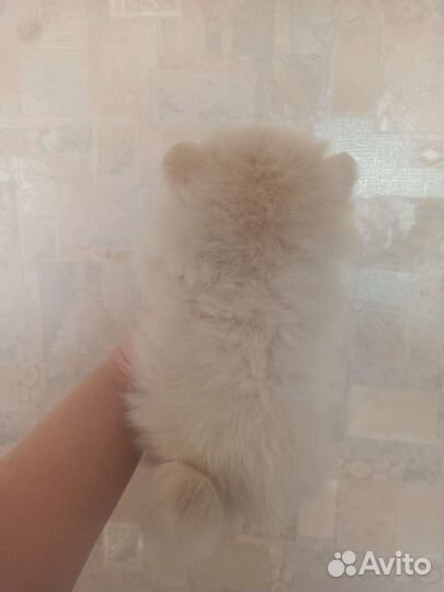 Померанский шпиц