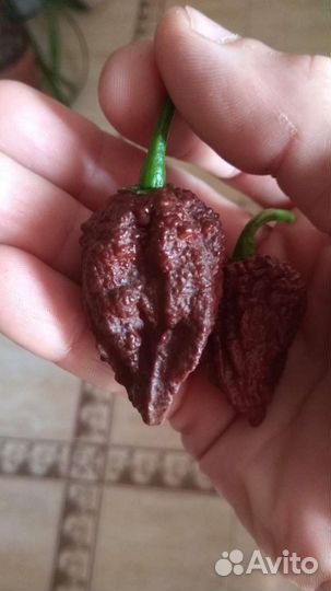 Семяна рассада Каролина Рипер