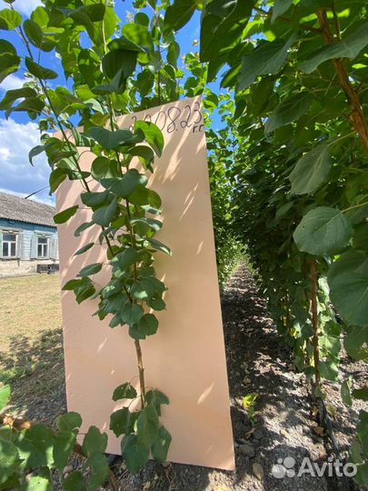 Саженцы сливы / алыча Байрен Голд