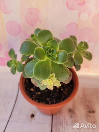 Эониум Киви